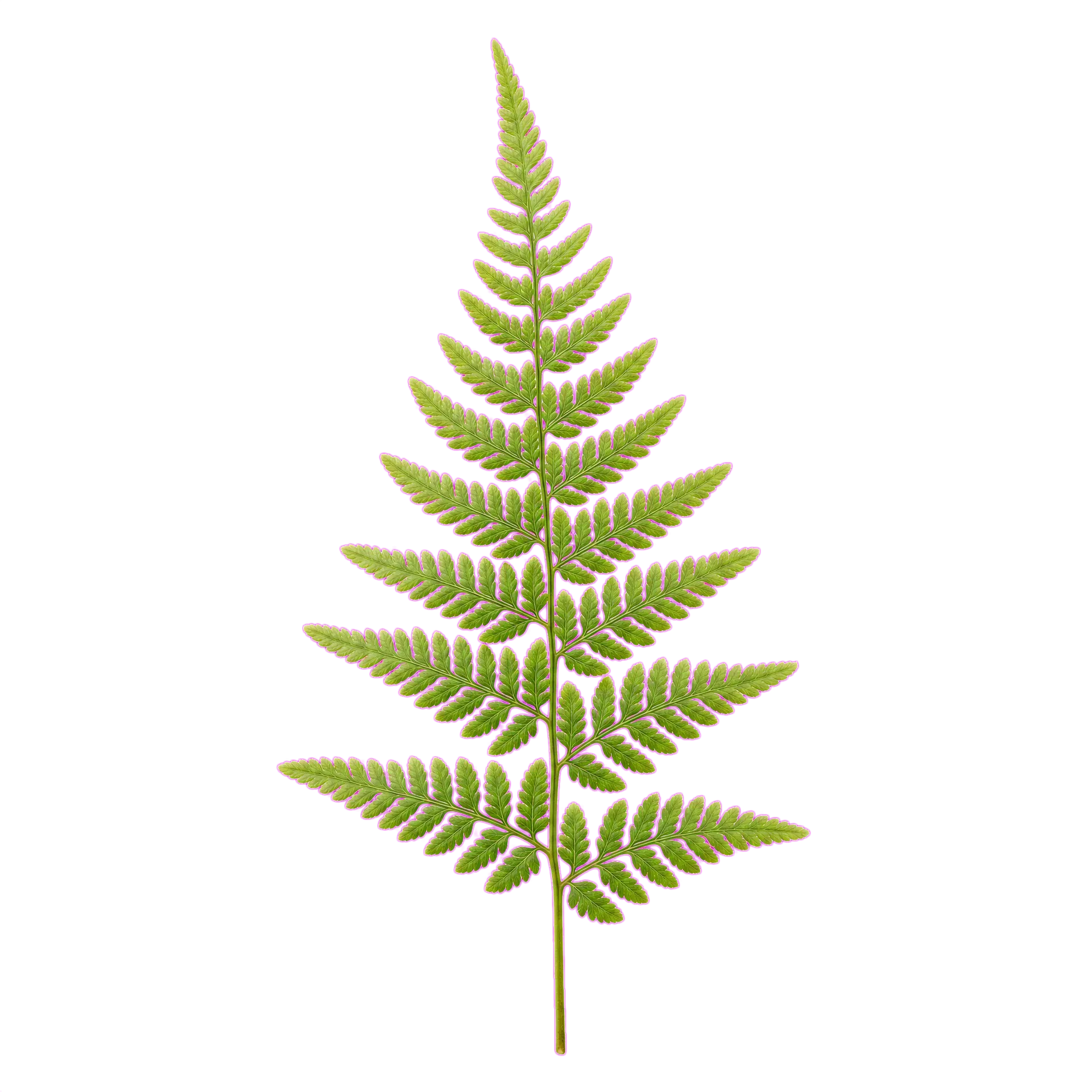 绿色蕨叶配材
